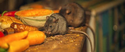 Exterminating mice. Things To Know About Exterminating mice. 